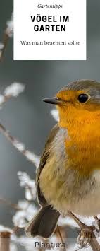 Sollte Man Vogel Im Garten Futtern Plantura Vogel Im Garten Vogel Im Winter Bienenfreundlicher Garten