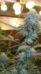 150 Watt Cfl Grow Are Cfl Grow Lights Are Better