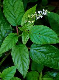 Image result for Rivina humilis