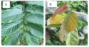 Image result for Bridelia ferruginea