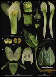 Image result for Malaxis schliebenii