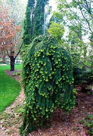 Haengebaeume Garten Fichte Fruechte Gruen Nadelbaum Inspiration Garten Landschaftsbau Immergruner Garten Garten Bepflanzen