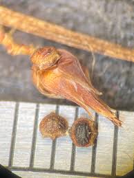 Image result for Rhynchospora eximia