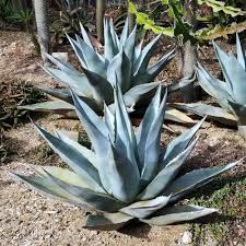 Image result for Agave
