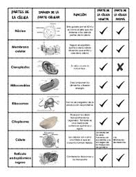 Check spelling or type a new query. Cell Organelles And Functions Worksheets Teaching Resources Tpt