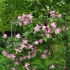 Pink Flamingo Clematis Clematis Pink Flamingos Pink