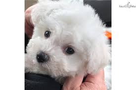 Bolognese puppies for sale in texas. Akc Bichon Girl Bichon Frise Puppy For Sale Near Dallas Fort Worth Texas D62a1a9c 22a1