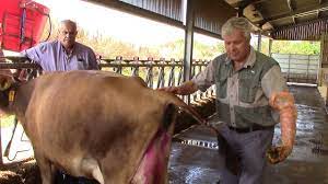 Dairy cow pregnancy diagnosis and rectal examination and changes to the  uterus during pregnancy - YouTube