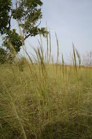 Image result for Andropogon canaliculatus