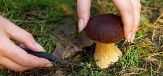 #steinpilze #gallenröhrling ein paar wochen lang gibt es sie noch frisch im wald oder auf den märkten. Pilze Sammeln Maronen Steinpilze Und Co Chefkoch De