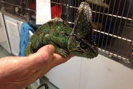 Caring for the veiled chameleon (chamaeleo calyptratus): Chameleon Dies After Being Dumped By Callous Owners In Freezing Garden London Evening Standard Evening Standard