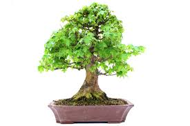 The menu can be described as east meets west and combines a chinese menu with some american cuisine. Outdoor Bonsai Tree Care Guidelines Bonsai Empire