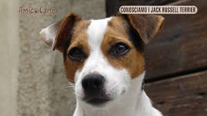 Emmepuntochiara@gmail.com oscar tenero cucciolotto di 3 mesi in cerca di famiglia. Conosciamo I Jack Russell Terrier Amico Cane Youtube
