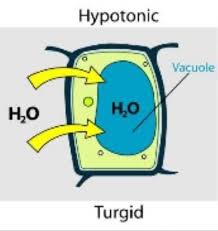 What Happens When You Place A Cell In A Hypotonic Solution Quora