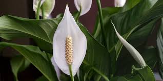 Image result for Spathiphyllum