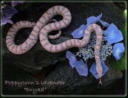 This Is A Lavender Cornsnake One Of The Most Beautiful Corn Snake Morphs In My Opinion They Are Known For Their Silvery Gray S Pet Snake Corn Snake My Animal