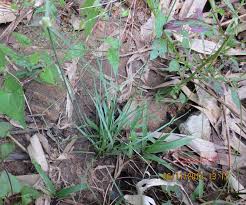 Image result for Lipocarpha chinensis