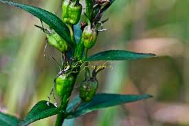 Image result for Lobelia chireensis