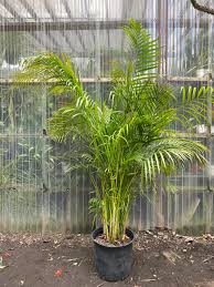Image result for Dypsis lutescens