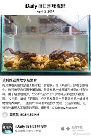 p april 2 2019 两只濒临灭绝的瑟温卡斯水蛙罗密欧与朱丽叶趴在水族箱中玻利维亚自然历史博物馆瑟温卡斯水 蛙是玻利维亚的特有物种由于栖息地减少2008年至2018年该物种从未在野外被发现10年前雄蛙罗密欧作为已知最后一只瑟温卡斯