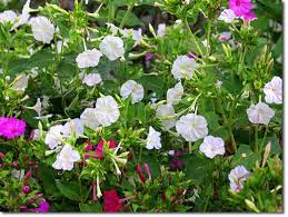 Though, it is not the time that makes the flower bloom, it is it prefers full sun to grow. Due Diligence Four O Clock Plants The Permaculture Research Institute