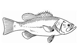 The spruce / wenjia tang take a break and have some fun with this collection of free, printable co. Coloring Page Fish Free Printable Coloring Pages Img 16586