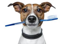 Chew toys and dental treats can be an important part of any pet dental health program. Dentistry