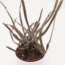 Image result for Euphorbia platycephala