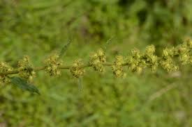 Image result for Rumex nepalensis