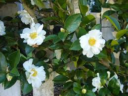 Camellia Sasanqua Setsugekka Camellia Perfect Garden Shade Plants