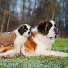 How well do you know this impressive yet charming breed? Saint Bernard Puppies For Sale Available In Phoenix Tucson Az