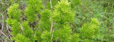 Image result for Asparagus macowanii