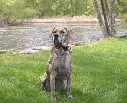Black and white coonhound lab mix. Pros And Cons Of Owning A Bluetick Coonhound Lab Mix Healthy Homemade Dog Treats