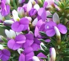 Image result for Heisteria