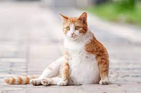 Cat birth at a glance how long is a cat pregnant? How Long Are Cats Pregnant Daily Paws