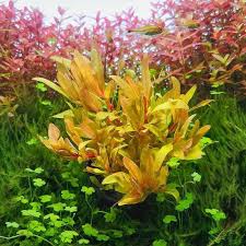 Image result for Nesaea