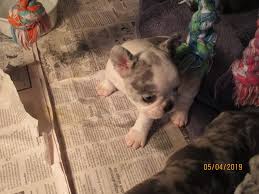 Check out our breed information page! French Bulldog Shipping Rates Services