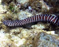Aquariumdomain Com Moray Eel Underwater Animals Ocean Creatures