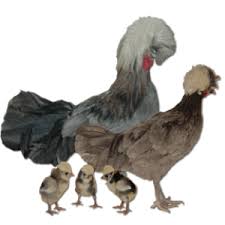 Orange = white crested blue/black/splash polish chickens for sale* yellow = white crested splash polish chickens for sale *this is a descriptor provided by the hatcheries and breeders. Polish White Crested Blue Straight Run Welp Hatchery