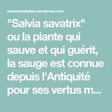 La Sauge Ou La Plante Qui Sauve Et Qui Guerit Sauge Plante Guerir