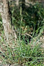 Image result for Cayratia gracilis