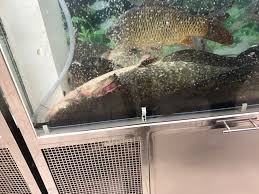 Cele peste 2 000 kg de peşte viu, de diferite specii, în sumă de peste 70 mii lei, se aflau în compartimentul marfar al automobilului în condiţii antisanitare. Galerie Foto Carrefour Ploiesti Scarbeste Prahovenii Pestele Din Acvariu Vandut Gata Mort