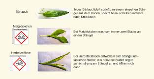Mit dem frühlingsbeginn startet auch die bärlauchzeit, und jedes bärlauch. Beim Barlauch Sammeln Ist Vorsicht Geboten Ministerium Fur Landlichen Raum Und Verbraucherschutz Baden Wurttemberg