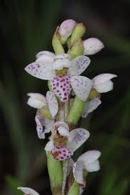 Image result for Brachycorythis angolensis