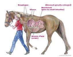 Animal Mrt Gastric Ulcers In Relation To Muscular Pain