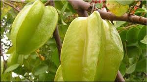 Seperti halnya buah naga, belimbing dan masih banyak lagi, meskipun mengetahui bentuknya namun. Gambar Buah Belimbing Buah Gambar Nutrisi