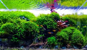 Https Showcase Aquatic Gardeners Org 2017 Show248 Html S168 Aquascape Aquatic Aquarium