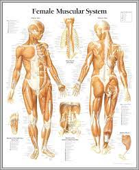The abdomen contains all the digestive organs including the stomach small and large intestines pancreas liver and gallbladder. Human Body Diagram Female Back