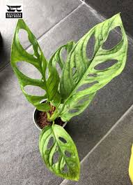 Image result for Araceae