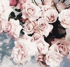 Flowers are precious beauty of nature, which gives expression to our emotions. New Post On Luhre Beautiful Flowers Pretty Flowers Flowers